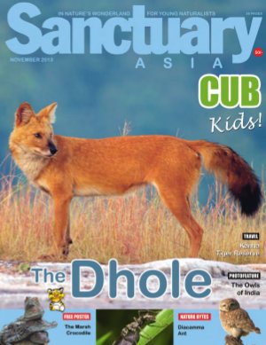 Sanctuary Cub November 2013