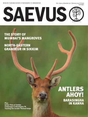 SAEVUS DEC-18 FEB-19