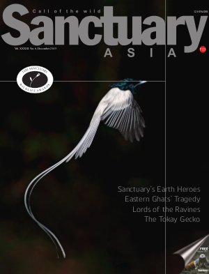 Sanctuary Asia December 2013