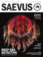 Saevus