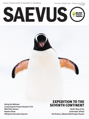 Saevus