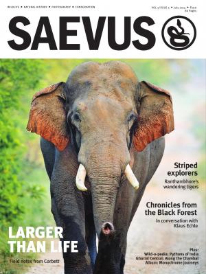 SAEVUS JULY 2014