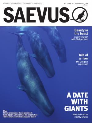 SAEVUS FEB 2015