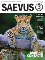 Saevus