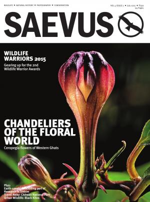 SAEVUS JULY 2015