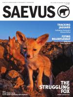 Saevus